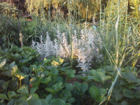 Silver Wormwood plants