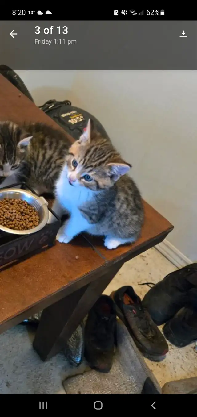4 kittens 8 week old born march 10 in Cats & Kittens for Rehoming in Moncton - Image 6
