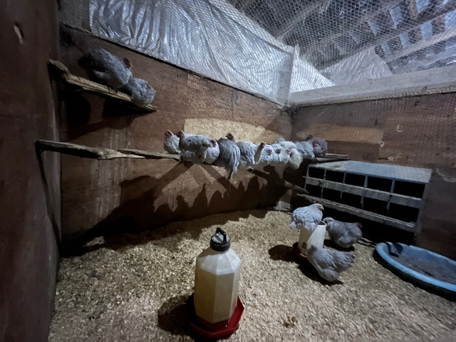 Lavender Orpington chicks (cuckoo and regular) in Livestock in London - Image 4