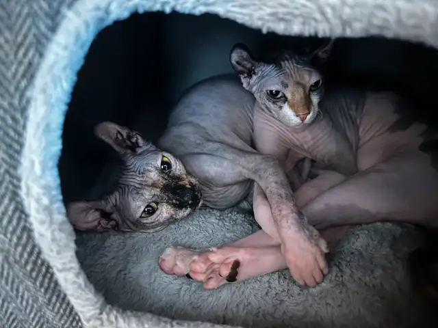 Sphinx Elf in Cats & Kittens for Rehoming in Québec City - Image 2