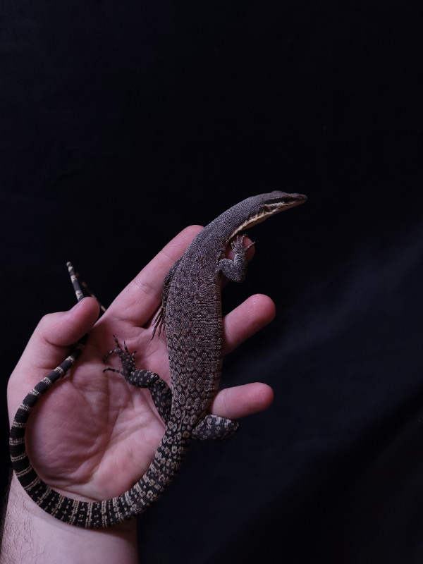 Young Adult Kimberly Rock Monitor in Reptiles & Amphibians for Rehoming in City of Halifax - Image 2