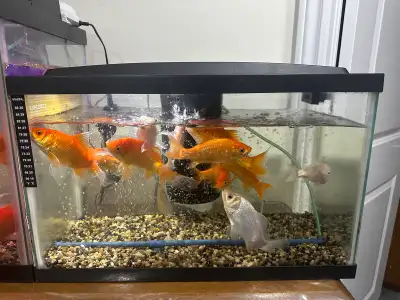 Comes with a 10 gallon tank and 20 to 30 gallon tank filter gravel heater And 10 fish need Gone if y...
