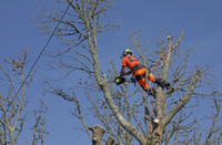 EXPERT--ANY TREE REMOVAL SERVICE 647-493-5900