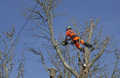 EXPERT--ANY TREE REMOVAL SERVICE 647-493-5900