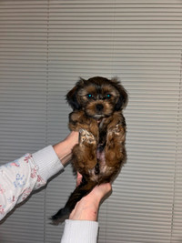 SHORKIE (shih-tzu yorkie) PUPPIES READY TO GO TO THEIR NEW HOMES