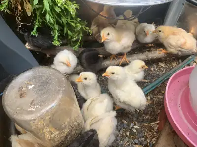 A blk  mama with a dozen barnyard chicks due May 10, View more
