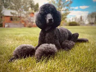 BIG CKC REGISTERED STANDARD POODLE PUPS- Prairie Belle Poodles, View more