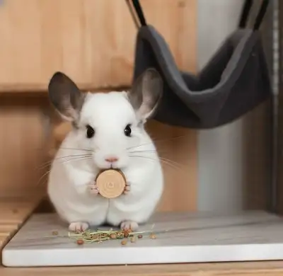 Chinchilla, View more