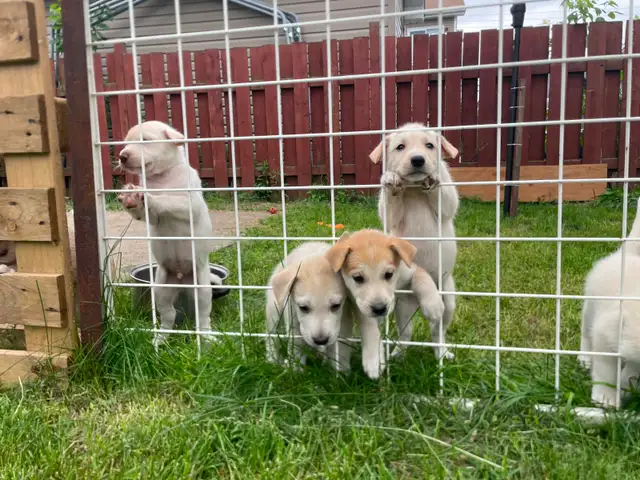 animaux in Dogs & Puppies for Rehoming in Trois-Rivières - Image 4