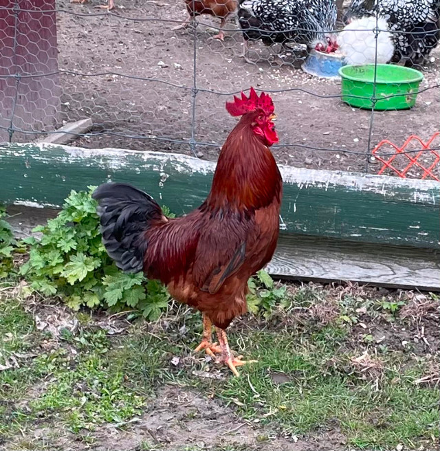 Rooster For Sale in Livestock in Oshawa / Durham Region - Image 2