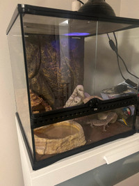 Giant leopard gecko and everything you need
