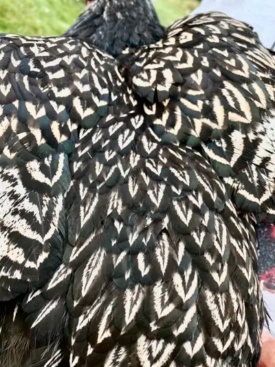double laced silver Barnvelders chicks unsexed, View more