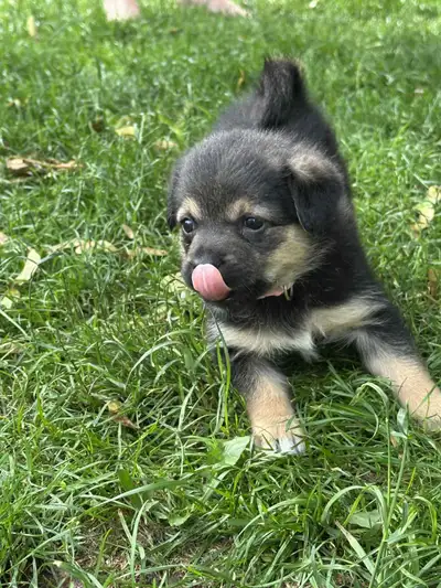 Jack Russell X German Spitz, View more