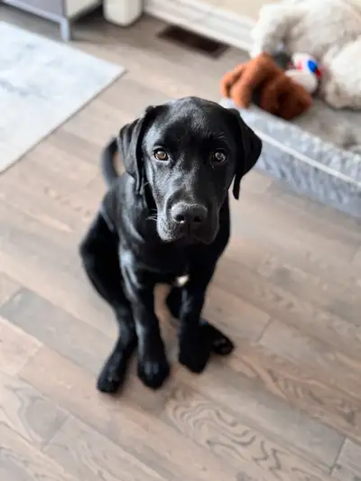 Black Lab, View more