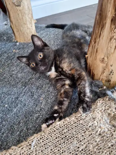 Chatons 3 mois à vendre 40$, View more