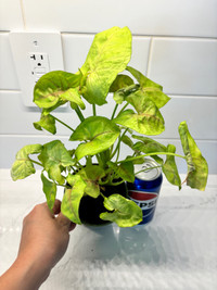 Healthy indoor plant - arrowhead plant 