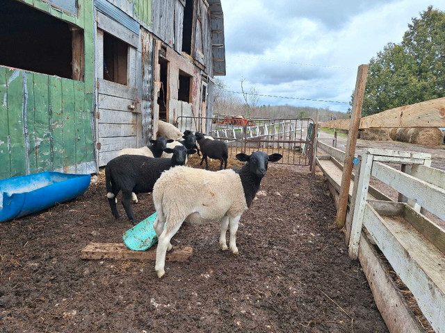Ram lambs  in Livestock in Belleville - Image 2
