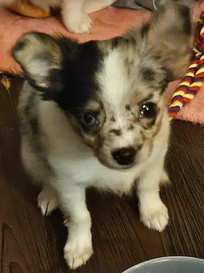 Adorable long hair  Chihuahua (small), View more