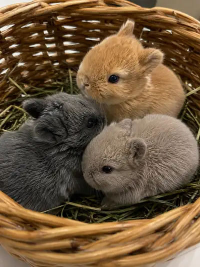 Netherland dwarf baby bunnies, View more