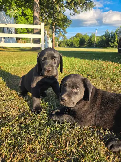 Black Lab Puppies, View more