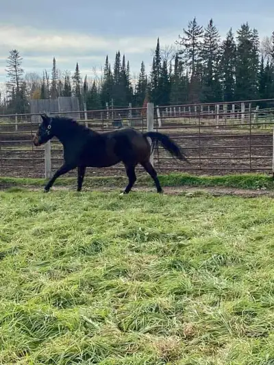 Must See! ♥️ Registered ..AQHA Mare 9 years old Approx 14.1-14.2HH Incredible Dual Rey Lines Excelle...