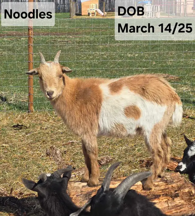 Nigerian Dwarf Goats For Sale in Livestock in Lethbridge - Image 5