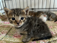 3 aby/bengal mixed kittens 