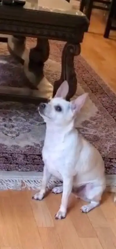 Male Chihuahua "Sasha"  for rehoming, View more