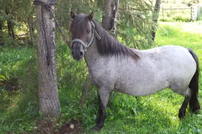 Pony Mare, View more