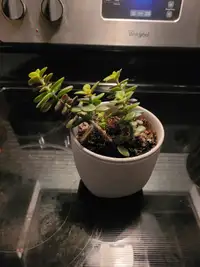 plante succulente avec pot en céramique