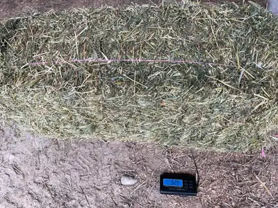 second cut 2024 alfalfa, View more
