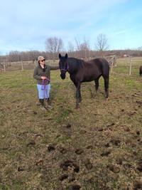Black kentucky mountain 15 year old mare. 15 hands .Quiet