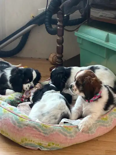 Cocker spaniel cross puppies, View more