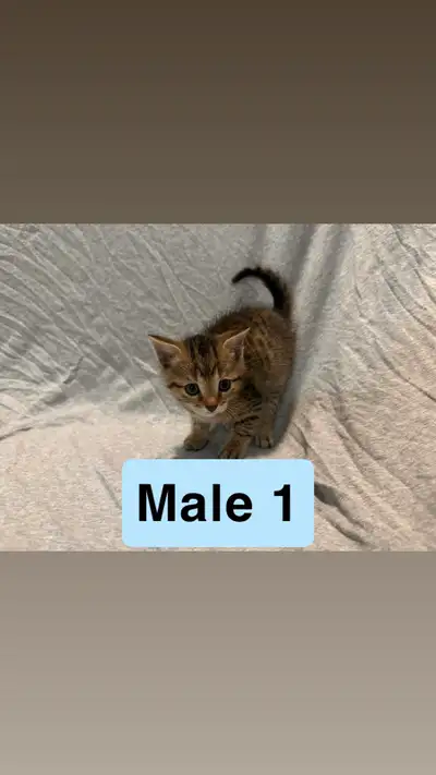 Kittens Ready For Their Forever Homes, View more