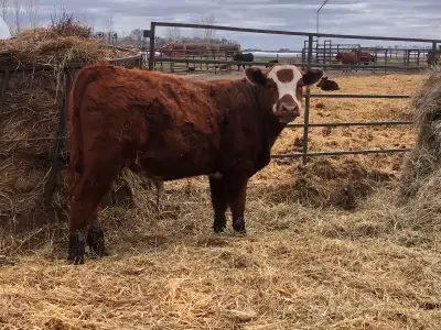 Meet BIg Mac! He is a red angus steer that is ready to go on pasture. His momma raised him up. He is...