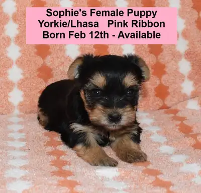 Unique Yorkie/Lhasa Pups, Non-Shedding, Home Raised, View more