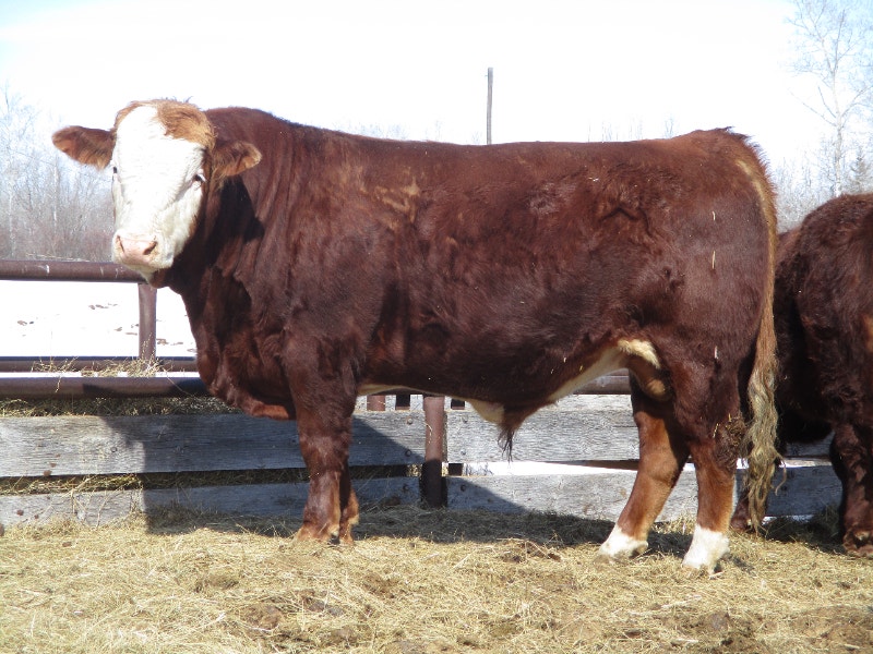 Livestock for sale Livestock Winnipeg Kijiji