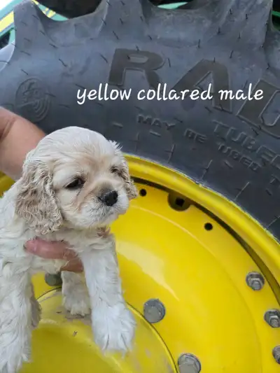 American Cocker Spaniel Puppies, View more