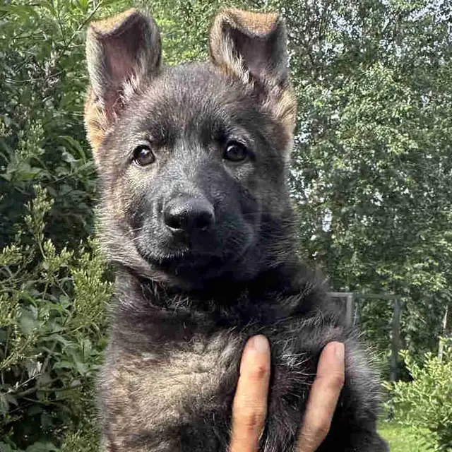 Chiot femelle berger allemand CCC / Puppy German Shepherd CKC in Dogs & Puppies for Rehoming in City of Montréal - Image 2