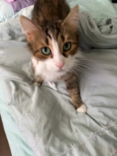 ragdoll/munchkin cat for rehoming , View more