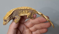 Young adult crested gecko female