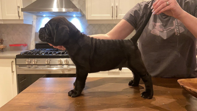 Purebred Neapolitan Mastiff  in Dogs & Puppies for Rehoming in Hamilton - Image 3