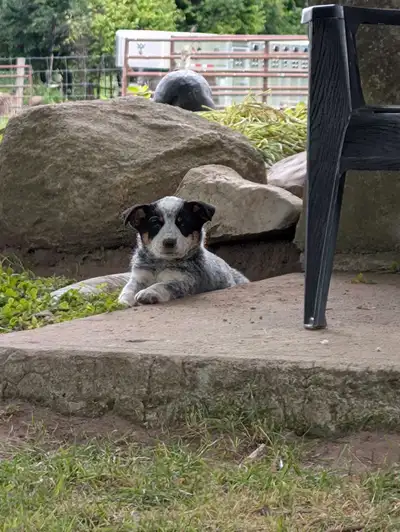 Australian Cattle dog puppies, View more