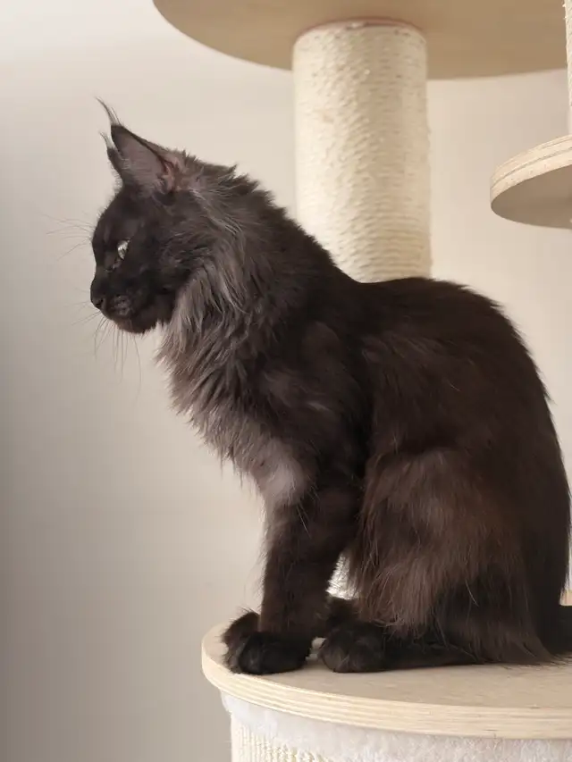 Female Mainecoon Breeding Queen
