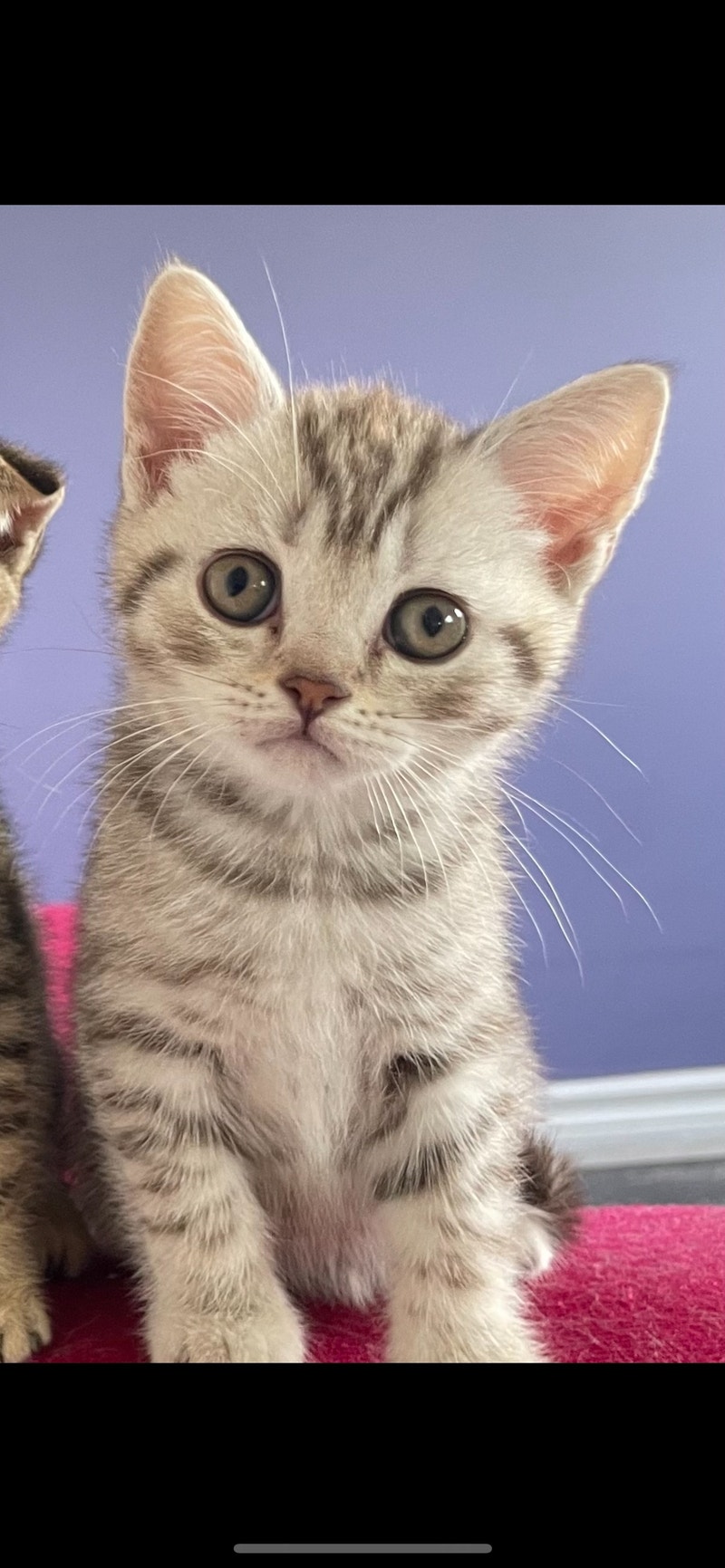 Female Straight Eared Scottish fold Cats & Kittens for Rehoming