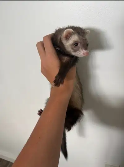 ferret male (COMES WITH EVERYTHING, View more