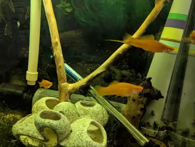 Molly fish and swordtail platies., View more