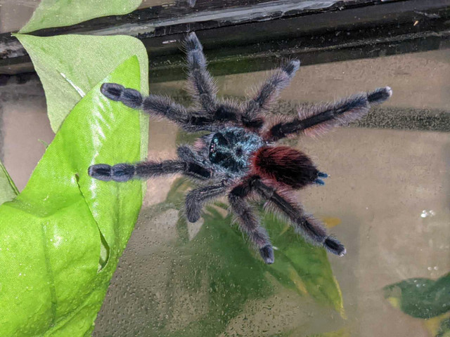 PRICE DROP - multiple tarantulas available in Other Pets for Rehoming in Calgary