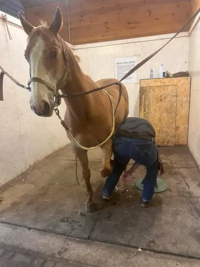 11 y/o gelding 14.2hh, View more