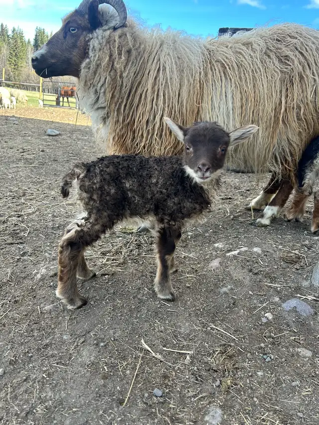 Purebred Icelandic Ram Lambs!!! in Livestock in Burns Lake - Image 3